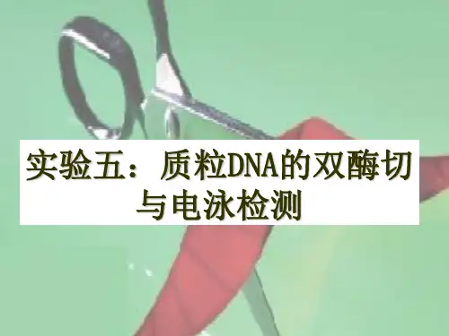 实验5质粒DNA的双酶切