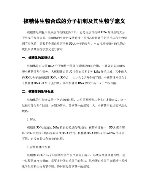 核糖体生物合成的分子机制及其生物学意义