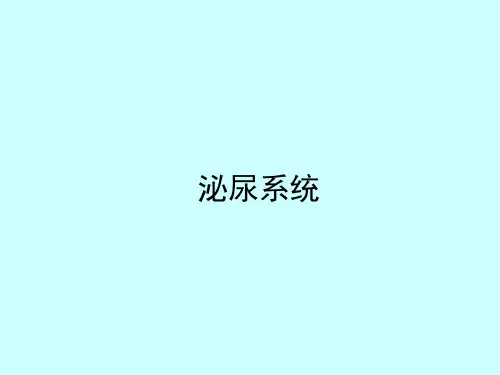 组织胚胎学课件-泌尿系统