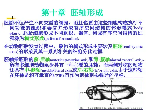 A-第10章  胚轴形成