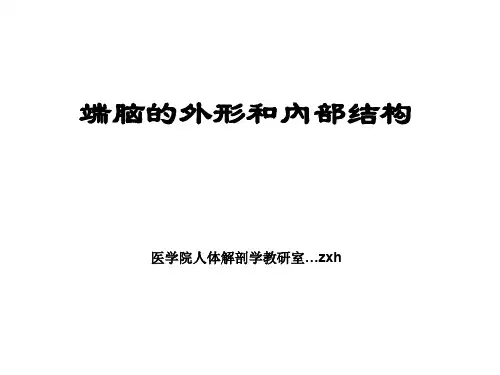 端脑的外形和