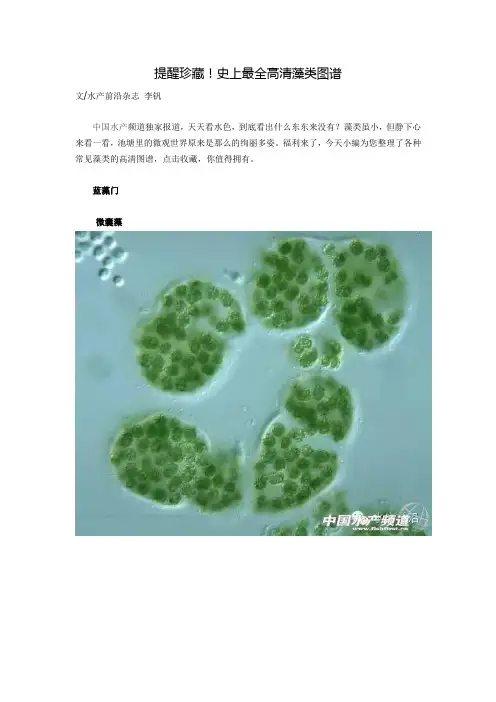 提醒珍藏!史上最全高清藻类图谱概述