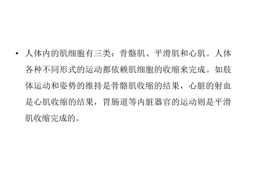 肌细胞的收缩功能