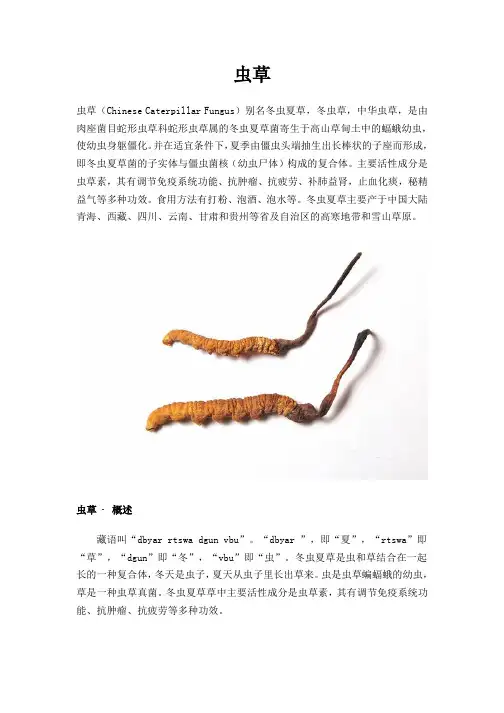 虫草