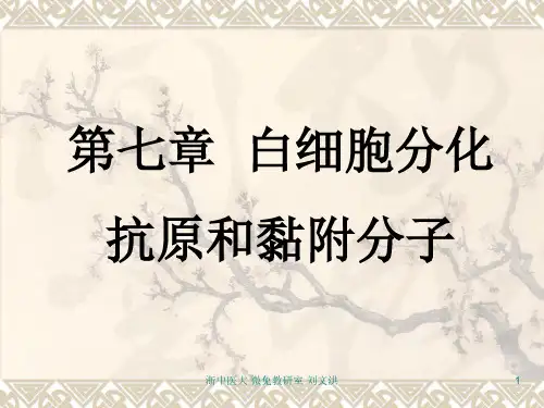 医学免疫学第七章 白细胞分化抗原和黏附分子