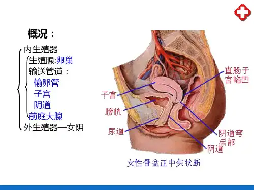 女性生殖系统(人体解剖学)