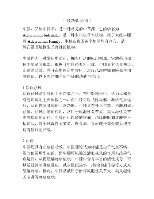 牛膝功效与作用
