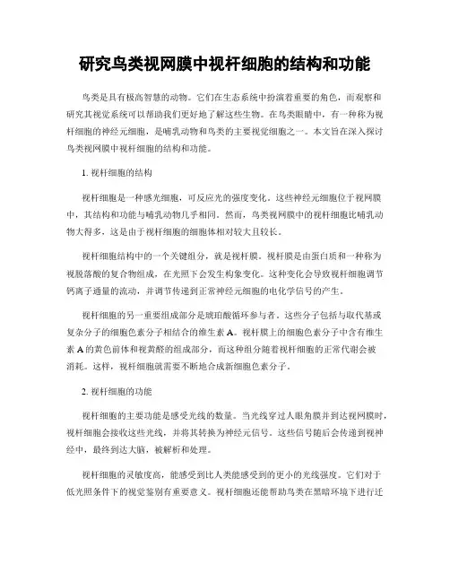 研究鸟类视网膜中视杆细胞的结构和功能
