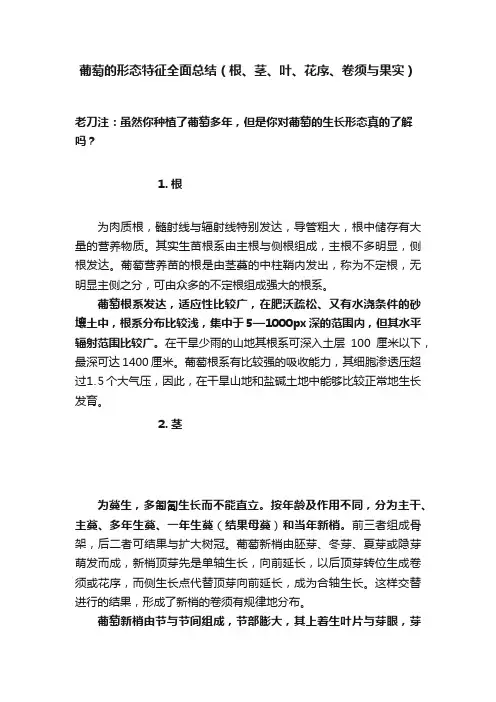 葡萄的形态特征全面总结（根、茎、叶、花序、卷须与果实）