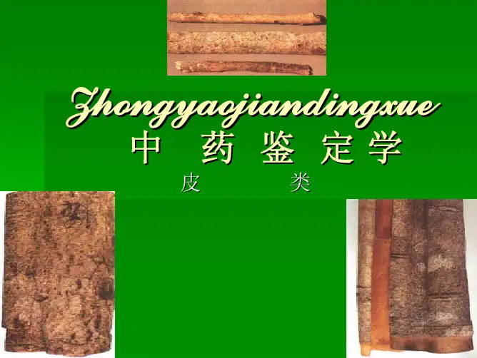中药鉴定学 皮类药材