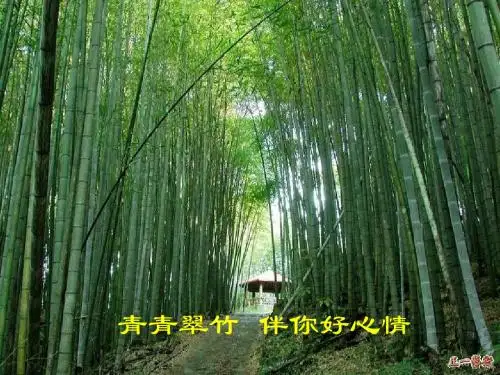 人教版初中语文七年级下册课件《竹影》课件