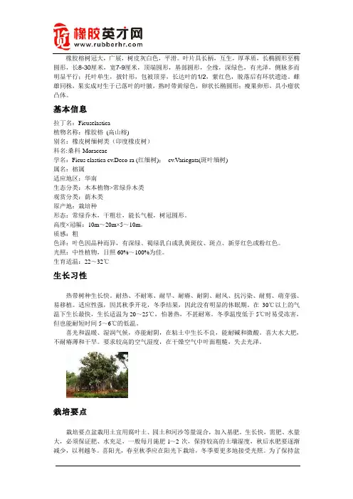 橡胶榕