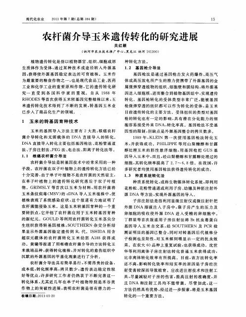 农杆菌介导玉米遗传转化的研究进展