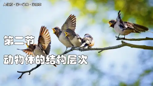 动物体的结构层次ppt课件