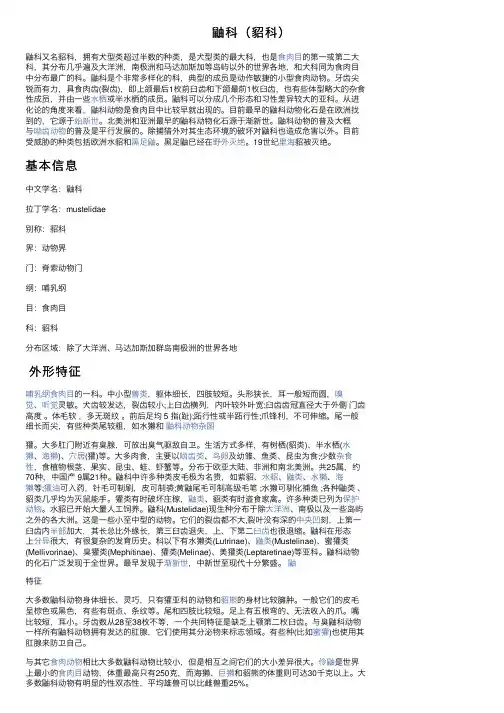 鼬科（貂科）