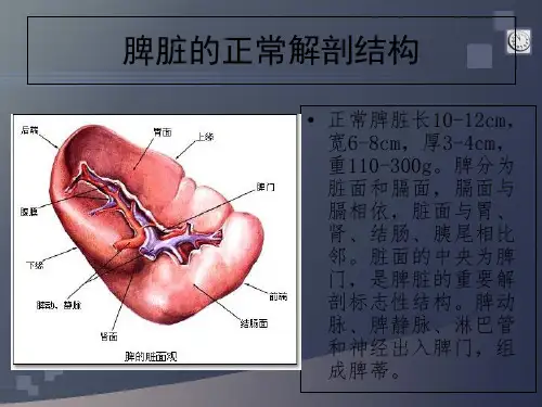 脾脏正常解剖和影像诊断
