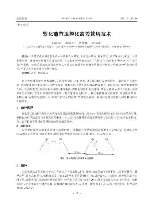 软化菊苣规模化高效栽培技术