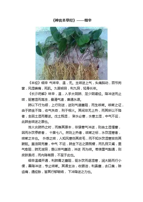 《神农本草经》——细辛