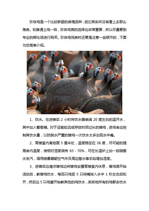 珍珠鸡的饲养