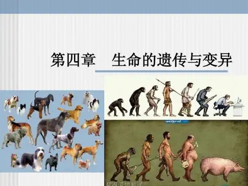 4生命的遗传与变异
