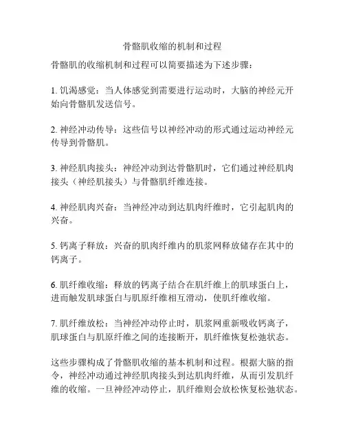 骨骼肌收缩的机制和过程
