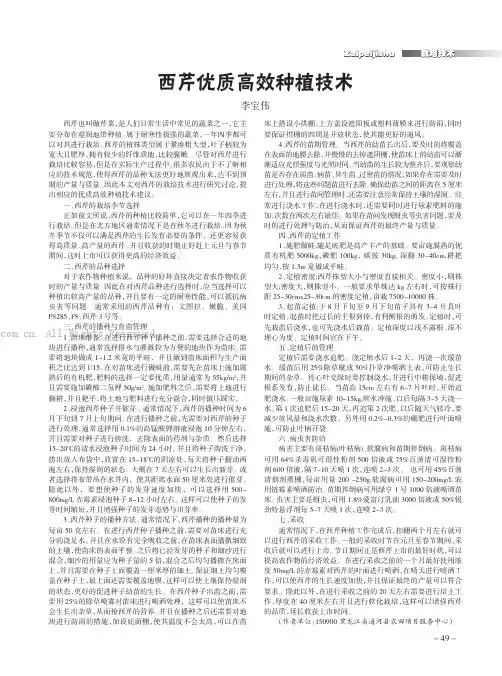 西芹优质高效种植技术