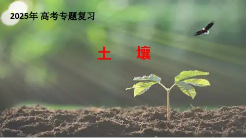 2025届高三一轮复习+课件+土壤