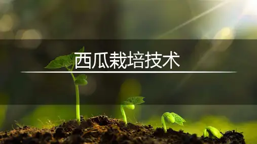 西瓜栽培技术课件(共15张PPT)《蔬菜生产技术》同步教学(湖南科技出版社)