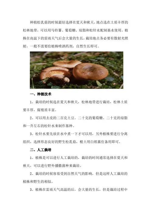 松乳菇可以人工栽培吗(种植技术和产量)