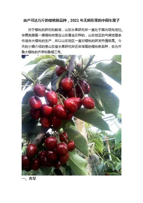 亩产可达万斤的樱桃新品种，2021年无畸形果的中国车厘子
