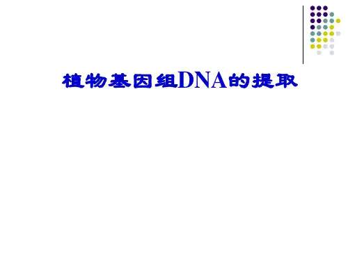 实验一  植物基因组DNA提取