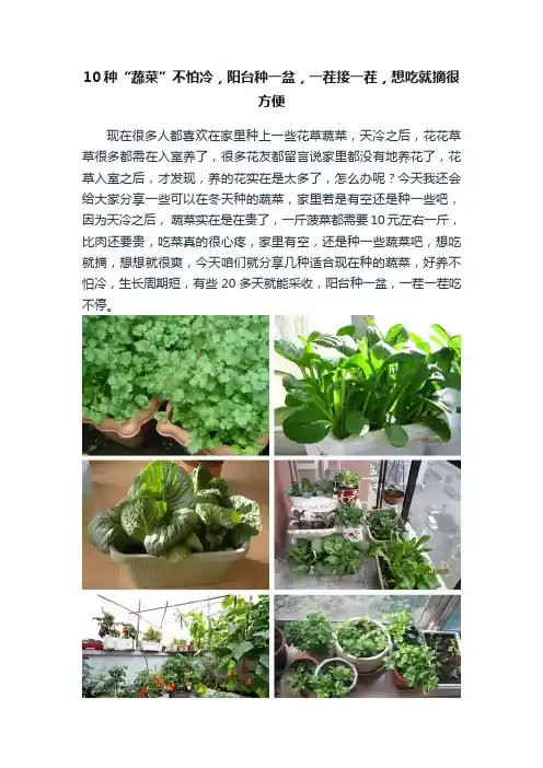10种“蔬菜”不怕冷，阳台种一盆，一茬接一茬，想吃就摘很方便
