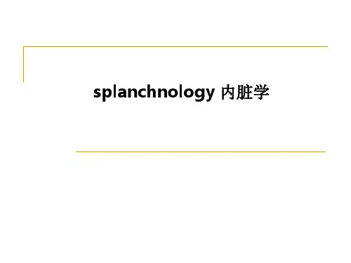 splanchnology 内脏学PPT课件