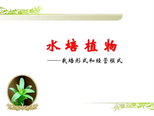 水培花卉2(栽培形式与经营模式)