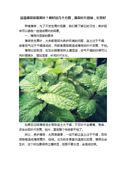 盆栽薄荷容易黄叶？做好这几个方面，薄荷叶片碧绿，长势好