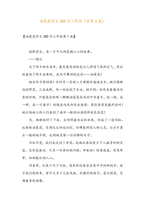 油菜花作文300字三年级(合集3篇)