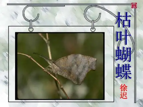 《枯叶蝴蝶》PPT课件2 (共14张PPT)
