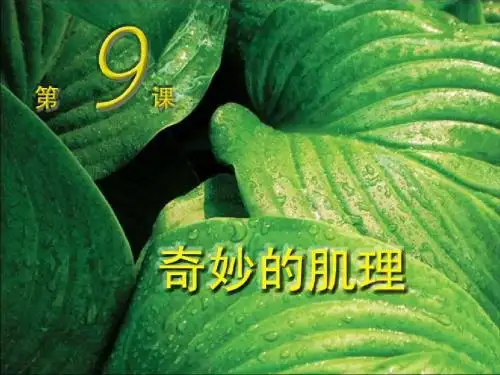 奇妙的肌理