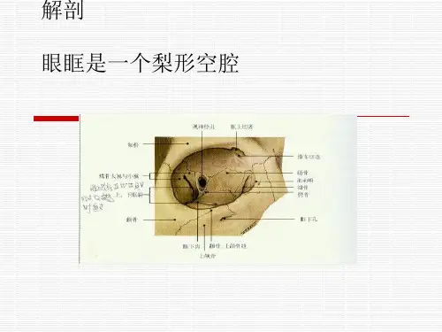 --医学课件眼眶