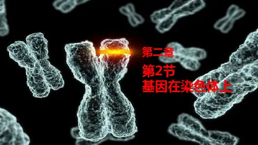 高一生物人教版必修二2.2 基因在染色体上课件