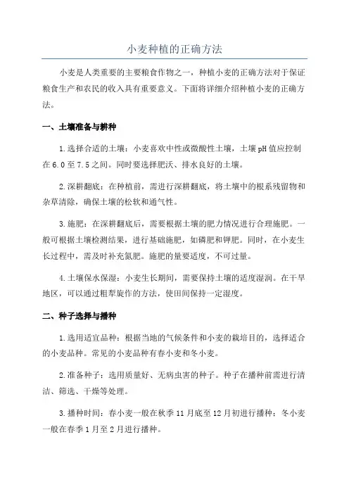 小麦种植的正确方法