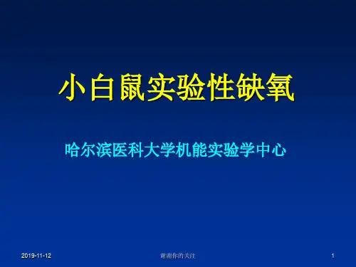 小白鼠实验性缺氧.pptx