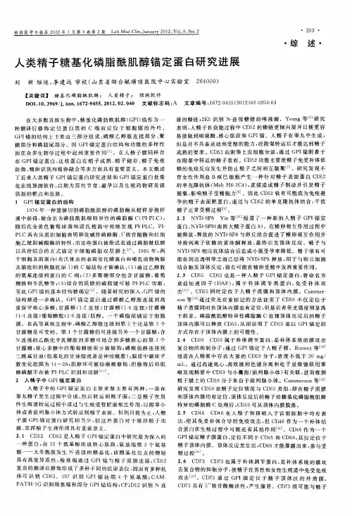 人类精子糖基化磷脂酰肌醇锚定蛋白研究进展