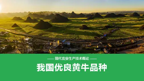 养牛技术—我国优良黄牛品种