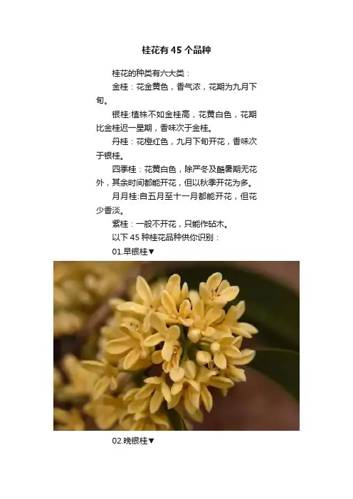 桂花有45个品种