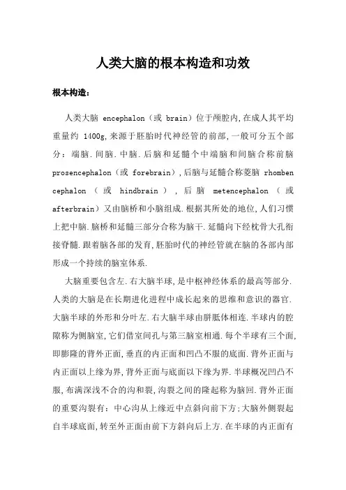 人类大脑的基本结构和功能