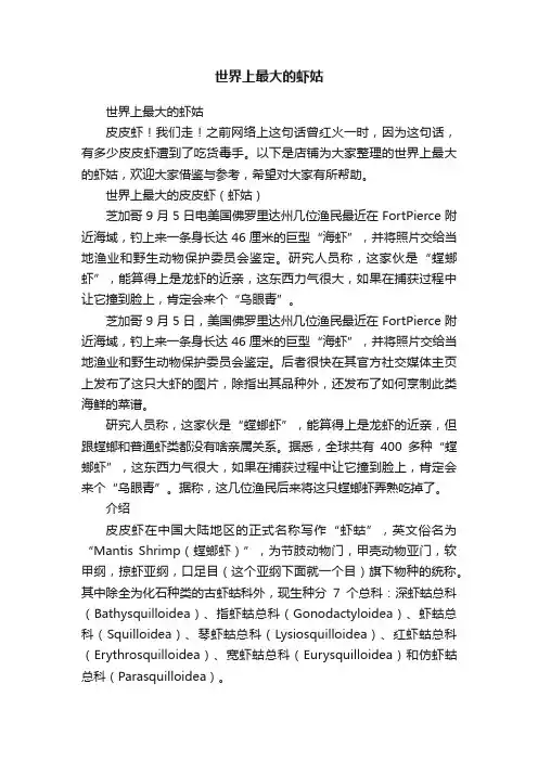 世界上最大的虾姑