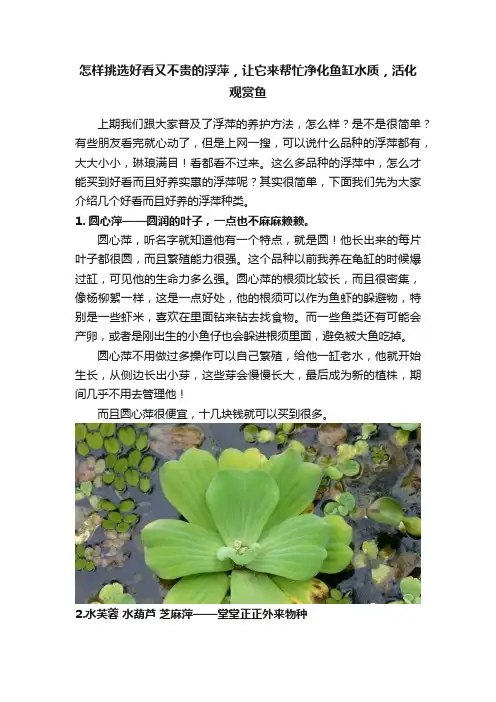 怎样挑选好看又不贵的浮萍，让它来帮忙净化鱼缸水质，活化观赏鱼