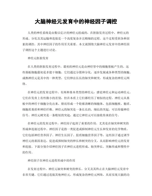 大脑神经元发育中的神经因子调控