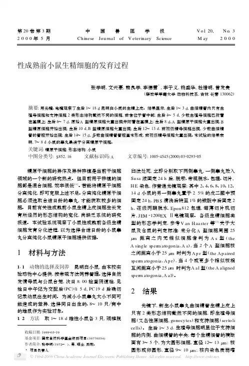 性成熟前小鼠生精细胞的发育过程